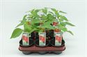 Afbeelding van Paprika Rood
